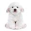 Maltese Dog
