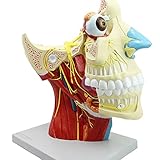 LBYLYH Craniokerebral Neurologisches Modell Der Kopfchirurgie in Der Abteilung Für Neurochirurgie Zwölf Paare des Kranialen Nervensystems Längsrichtung Anatomisch