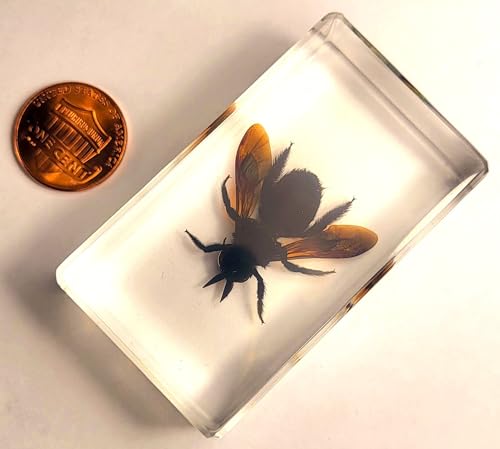 Image of 2.3 inch Real Carpenter Bamboo Bee in Crystal Clear Lucite Resin Specimen Preserved Insect Taxidermy Crafts Collection for Biology Science Education & Desk Ornament Display Supplies Paperweight