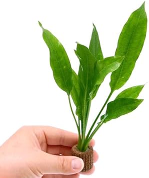 Amazon 水草 ｓサイズ ライフマルチ 茶 アマゾンソード 草丈１５ ２０ｃｍ前後 １個 Charm チャーム 生体水草 通販