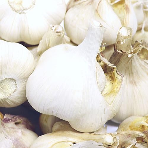 X ɂɂ 󂠂 1kg Ɩp Ci LTCY yt Y jjN X҂̐VlX