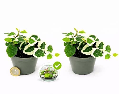 POWERS TO FLOWERS - FICUS PUMILA, FICUS REPENS VARIEGATO MINI, 2 PIANTE, IDEALE PER TERRARIUM, Pianta Vera