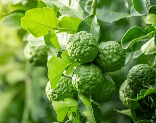 100 piezas nuevas semillas frescas de fruta de lima kaffir
