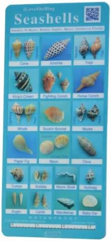 PDTXCLS SPPRANDOM Yasirona Dijkoo K-Musculo Seashells Id Card - Sanibel, Ft. Myers, Bonita, Naples, Marco, Southwest Florida
