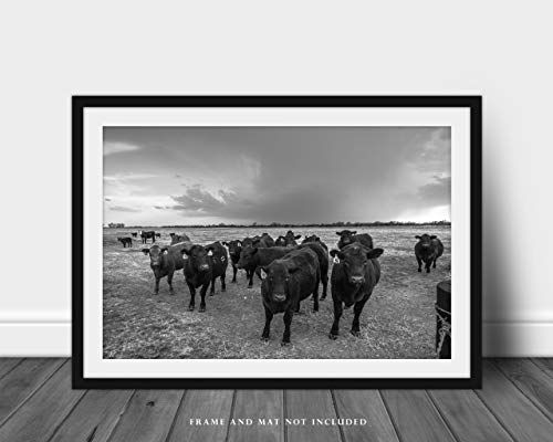 Cow Photography Print (Not Framed) Black And White Picture Of Herd Of Angus Cattle Gathering As Storm Brews On Spring Day In Kansas Country Wall Art Farmhouse Decor 4X6 To 30X45 #TOP2