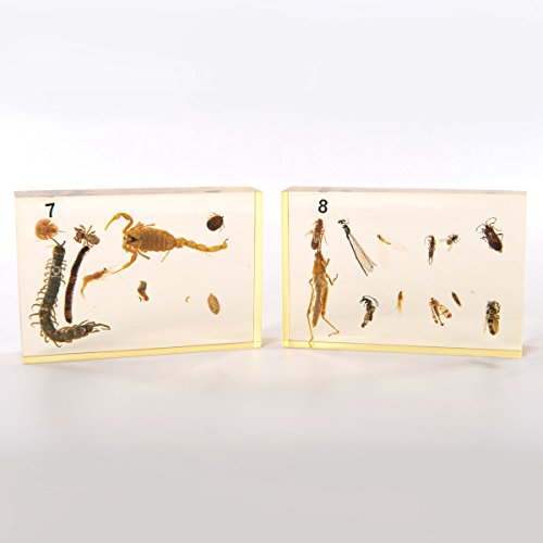 Image of W99319 Animal Kingdom Collection Case of 12,Grade: 1 to 12, 5 inch Height, 15.5 inch Wide, 18.5 inch Length