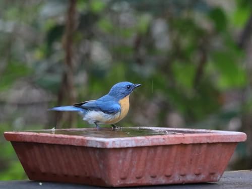 Image of Earthen Pot Terracotta Bird Bath,Square Shape Earth Brown