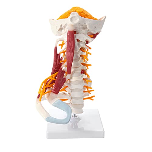 LBYLYH Menschliches Anatomisches Modell Halswirbelmodell Halswirbelsäule Mit Halsarterie Hinterhauptbeinscheibe Und Nervenmodell Flexibel Cover