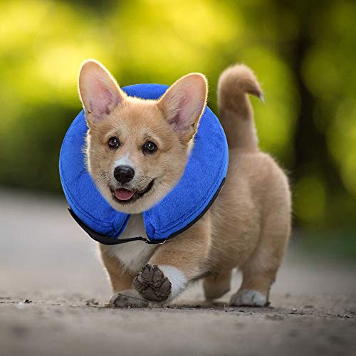 dog surgery collar