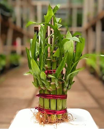 Amys Lucky Bamboo Tree (5 Stalks) Plant Without Pot, Plants for Indoor Home Decoration (B0BBFXM29N) Amazon Price History, Amazon Price Tracker