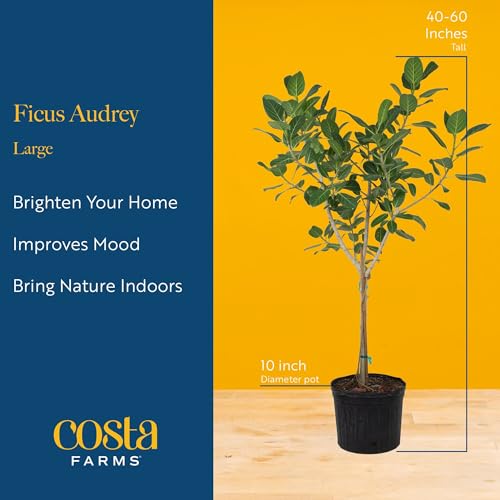 Image of Costa Farms Ficus Audrey Tree Live Plants in Decorative Pot, Large Indoor Houseplant, Perfect for Home, Room, or Office Decor, Great House Warming or Birthday Gift, 3-4 Feet Tall, Pack of 2