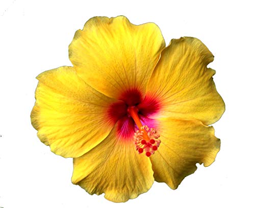 Emeralds TM Tropical Hibiscus Plant Large Golden Yellow Red Throat Single Flower Sanibel 4 Emeralds TM Tropical Hibiscus Plant Large Golden Yellow Red Throat Single Flower Sanibel 4