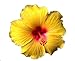 Emeralds TM Tropical Hibiscus Plant Large Golden Yellow Red Throat Single Flower Sanibel 4" Pot