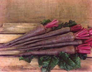 Robinsons - Robinsons Beetroot Mammoth Long - 50 Seeds