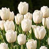 DUTCH BULBS EXCLUSIVE PLANTS FROM HOLLAND