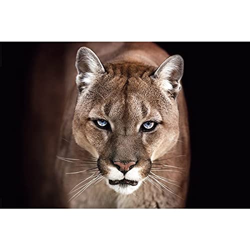 Poster PUMA - Animaux - 61x91,5cm - AFFICHE