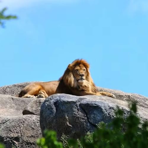 WEBINAR | How to Drive an Effective Process Management Culture in Your Organization. cover art