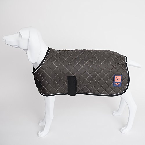 ginger ted dachshund coat