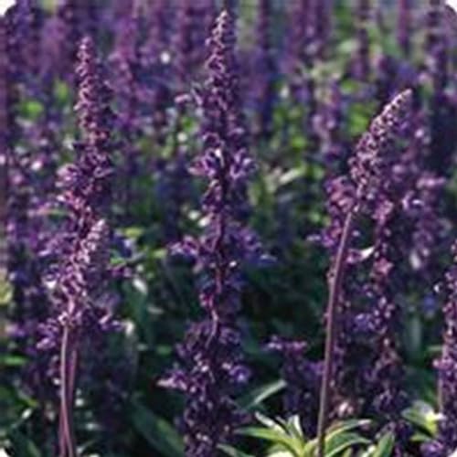 Salvia Evolution Violet ~500 Seeds – AAS Winner—Non-GMO, Annual or Perennial—Deep Indigo Blooms—98–112 Days—Heat & Drought Tolerant—Indoor or Outdoor Flower Garden Seeds