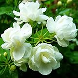 50 Pcs Jasmin Seeds for Planting Fragrant Flower Seeds for Home Garden Decor