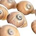 Hermit Crab Shells | Turbo Shells | 12 Natica Lineata Shells 3/4