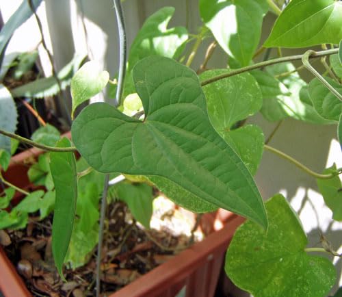 Amazon.com : Dioscorea Batatas | Cinnamon Vine | Chinese Wild Yam | 5  Bulbettes : Patio, Lawn & Garden