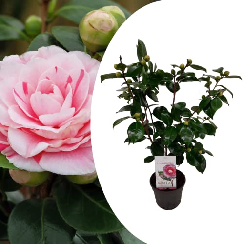Plant in a Box - Camellia japonica ''Bonomiana'' - Rose japonaise - Plante de camélia résistante au froid - Pot 15cm - Hauteur 50-60cm