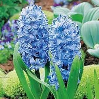 3 x Blue Hyacinth Bulbs Size 15/16 Fragrant Indoor Outdoor