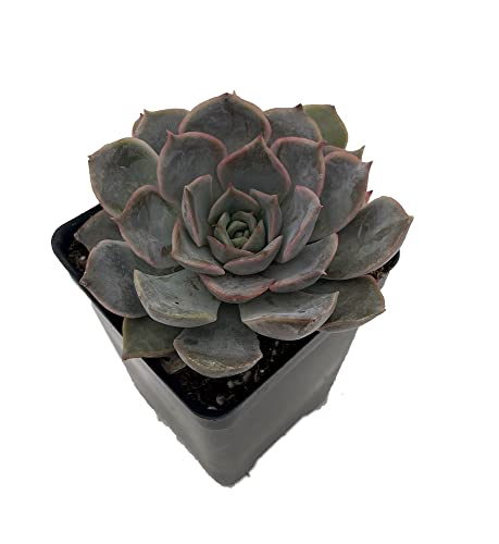 Echeveria Orion - Easy to Grow Succulent Plant 