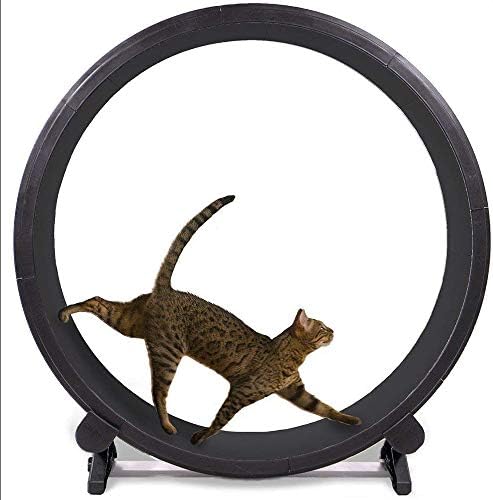 cheap dog exercise wheel