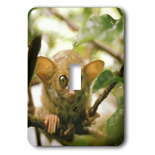 Interrupteur Tarsier de Sulawesi indonésien unique pour une décoration exotique 3dRose lsp_74470_1
