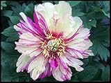 La peonía simboliza la nobleza,la belleza nacional,la dignidad y la elegancia,y tiene un largo período de floración