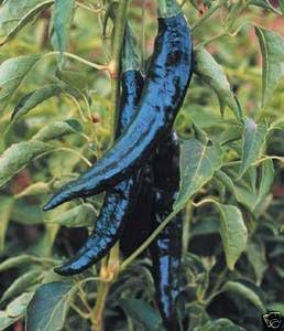 Pepper Hot Pasilla Bajio Great Heirloom Vegetable By Seed Kingdom 25 Seeds