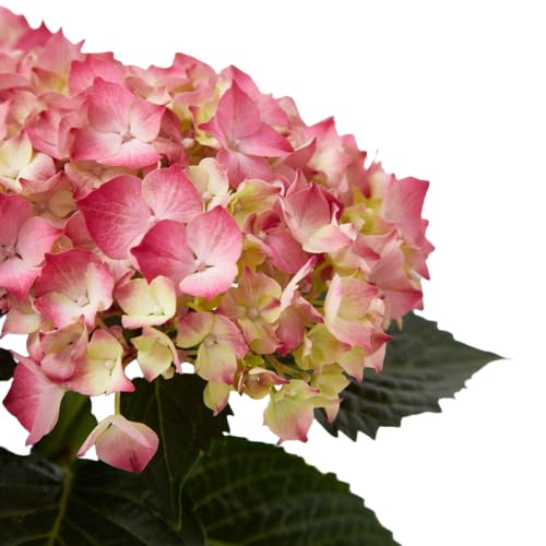 Sustrato Hortensias y Plantas Ácidas 5 Litros Que Favorece el Rápido Crecimiento