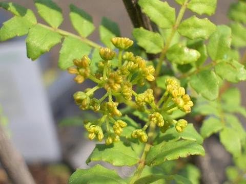 Amazon 山椒 苗 葉サンショウ 1年生実生苗 果樹苗木 木の芽 Diy 工具 ガーデン