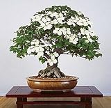 Chinese Kousa Dogwood 10 Seeds - Cornus - Tree/Bonsai