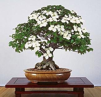 Chinese Kousa Dogwood 10 Seeds - Cornus - Tree/Bonsai Chinese Kousa Dogwood 10 Seeds - Cornus - Tree/Bonsai