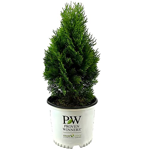 Blooming & Beautiful - North Pole Arborvitae - 3 gal - Proven Winners - Narrow Evergreen Shrub - Excellent Privacy Screens - Zones 3-8 - Thuja occidentalis 'Art BOE' PP22174-3 Gallon Pot