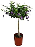 Duranta Tree Live Plant - Purple Showers - Overall Height 36' to 42' - Tropical Plants of Florida (Plant in Growers Pot)
