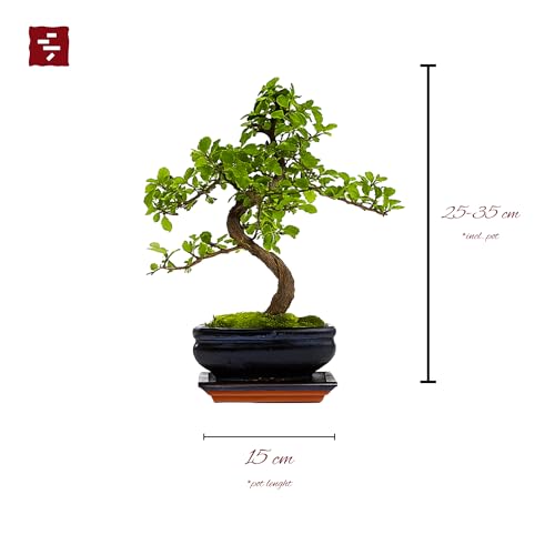 Chinese Elm Bonsai Tree 25–35cm | 6–8 Years Old | Elegant Indoor, Outdoor Bonsai Gift for Beginners | Includes Glazed Ceramic Pot & Drip Tray