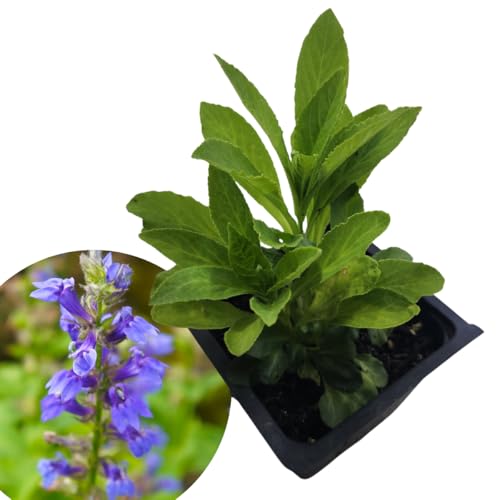 Blue Lobelia Organic Plant image