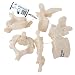 3B Scientific A75/1 5 Vertebrae Model