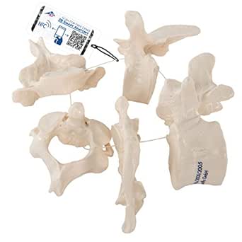 Equipo Con 7 Bonelike Vértebras Cervicales - 3B Smart Anatomy - Simulación Medica - View #6