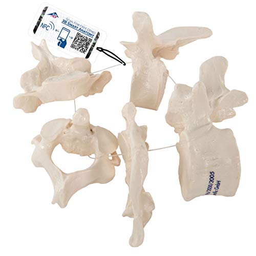 3B Scientific A75/1 5 Vertebrae modèle didactique pour cours d'anatomie
