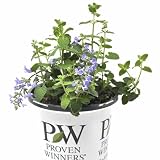 Nepeta 'Cat's Pajamas', Proven Winners, Flowering Plant, Cnt Sz: 4.5'
