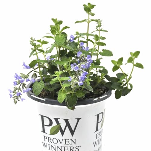 Nepeta Cats Pajamas Catmint Live Plant Proven Winners Fragrant Potted Perennial that is Ready for Planting not Seeds Cnt Sz: 4.5