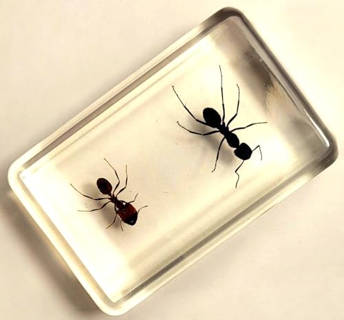 Image of 44mm Real Weaver Ant & Red Giant Ant Pair in Crystal Clear Lucite Resin Specimen Preserved Insect Taxidermy Crafts Collection for Biology Science Education Desk Ornament Display Supplies