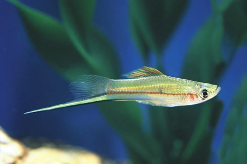 GREEN SWORDTAIL regular