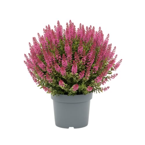 DECOALIVE Planta Hebe Natural Arbusto Perenne para Jardines y Balcones