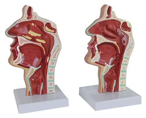 QIQIZHANG Anatomy Model, Nasal Cavity Throat Model Human Anatomical Nasal Cavity Throat Anatomy Model for Study Teaching Medical Model for Medical Demonstration